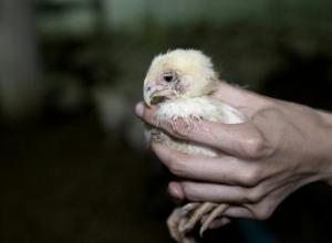 Fight for Animals: Fight the System!